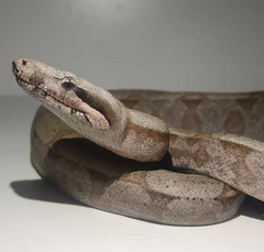 Boa constrictor