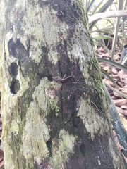 Helicorthomorpha holstii