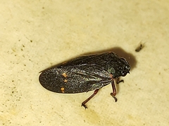 Deois spinulata