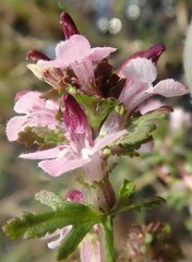 Pedicularis sudetica