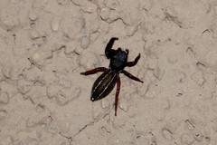 Metacyrba taeniola similis