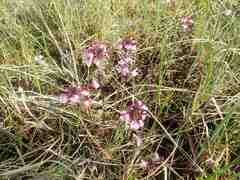 Pedicularis sudetica