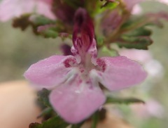 Pedicularis sudetica
