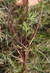 Pedicularis sudetica