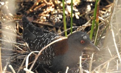Laterallus jamaicensis coturniculus