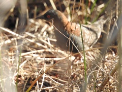 Laterallus jamaicensis coturniculus