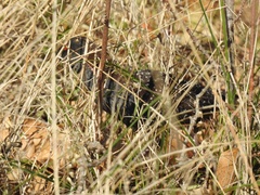 Laterallus jamaicensis coturniculus