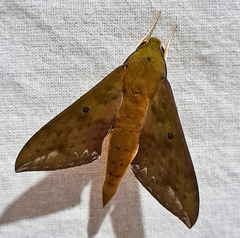 Rhagastis olivacea