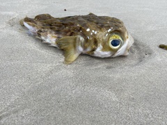 Dicotylichthys punctulatus