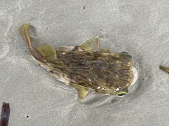 Dicotylichthys punctulatus