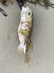 Dicotylichthys punctulatus