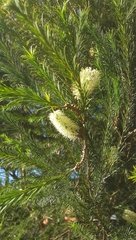 Melaleuca alternifolia
