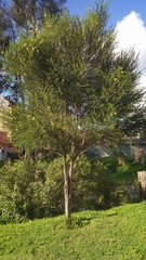 Melaleuca alternifolia