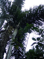 Dypsis