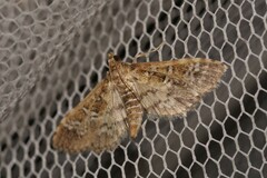 Nacoleia rhoeoalis