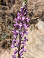 Lupinus arizonicus