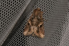 Spodoptera umbraculata