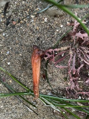 Styela montereyensis