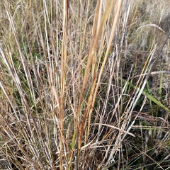 Andropogon virginicus