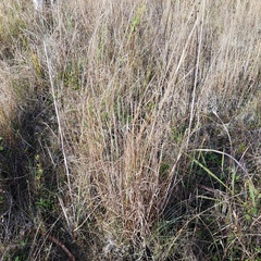 Andropogon virginicus