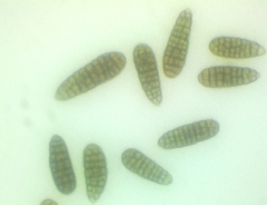 Berkleasmium concinnum