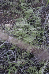 Eucrypta chrysanthemifolia