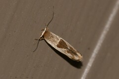 Stathmopoda megathyma