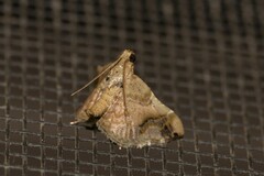 Scenedra decoratalis