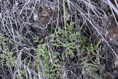Eucrypta chrysanthemifolia
