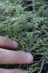 Eucrypta chrysanthemifolia