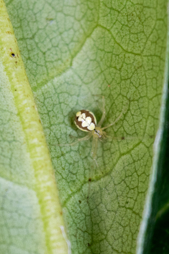 Theridion varians