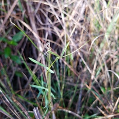 Vicia acutifolia