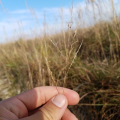 Eragrostis atrovirens