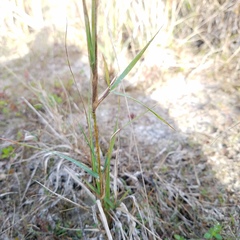Eragrostis atrovirens