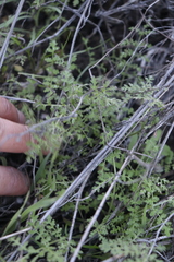 Eucrypta chrysanthemifolia