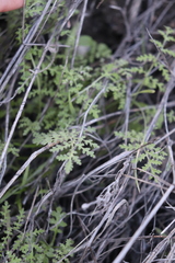 Eucrypta chrysanthemifolia