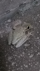 Osteopilus septentrionalis