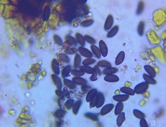 Hypoxylon rubiginosum