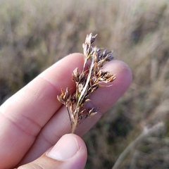 Rhynchospora odorata