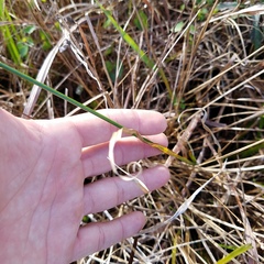 Rhynchospora odorata