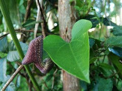 Aristolochia triangularis