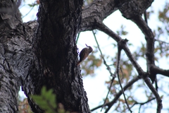 Pygarrhichas albogularis