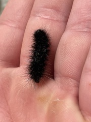 Apantesis incorrupta