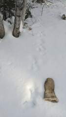Lepus americanus