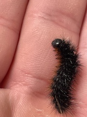 Apantesis incorrupta