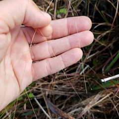 Eragrostis elliottii