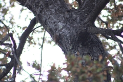 Pygarrhichas albogularis