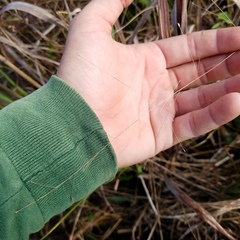 Eragrostis elliottii