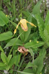 Cypripedium parviflorum pubescens