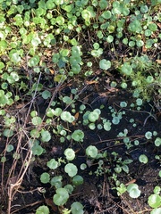 Hydrocotyle umbellata
